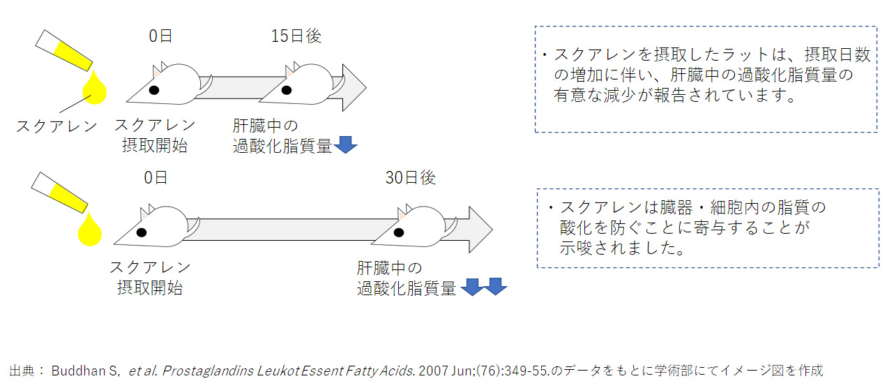 スクアレンを摂取したラットの肝臓中過酸化脂質量の変化