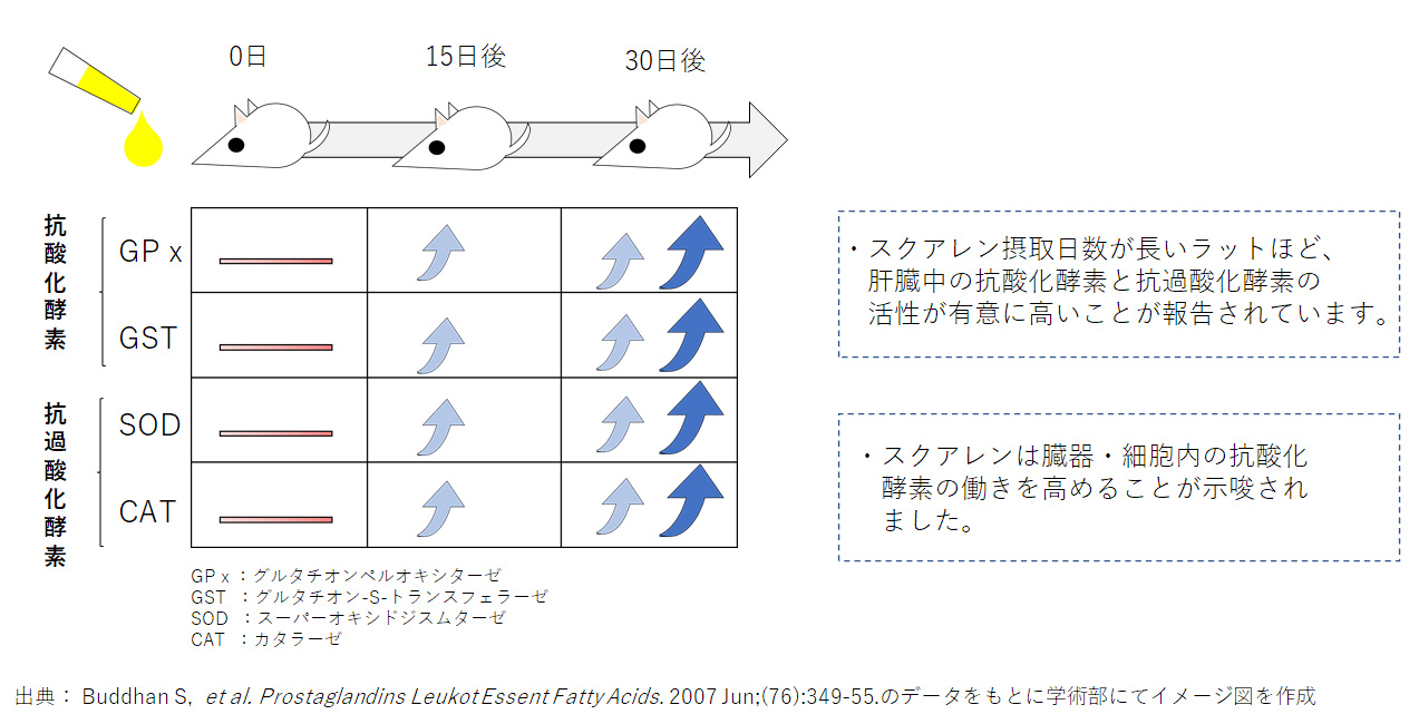 スクアレンを摂取したラットの肝臓中抗酸化酵素活性の変化