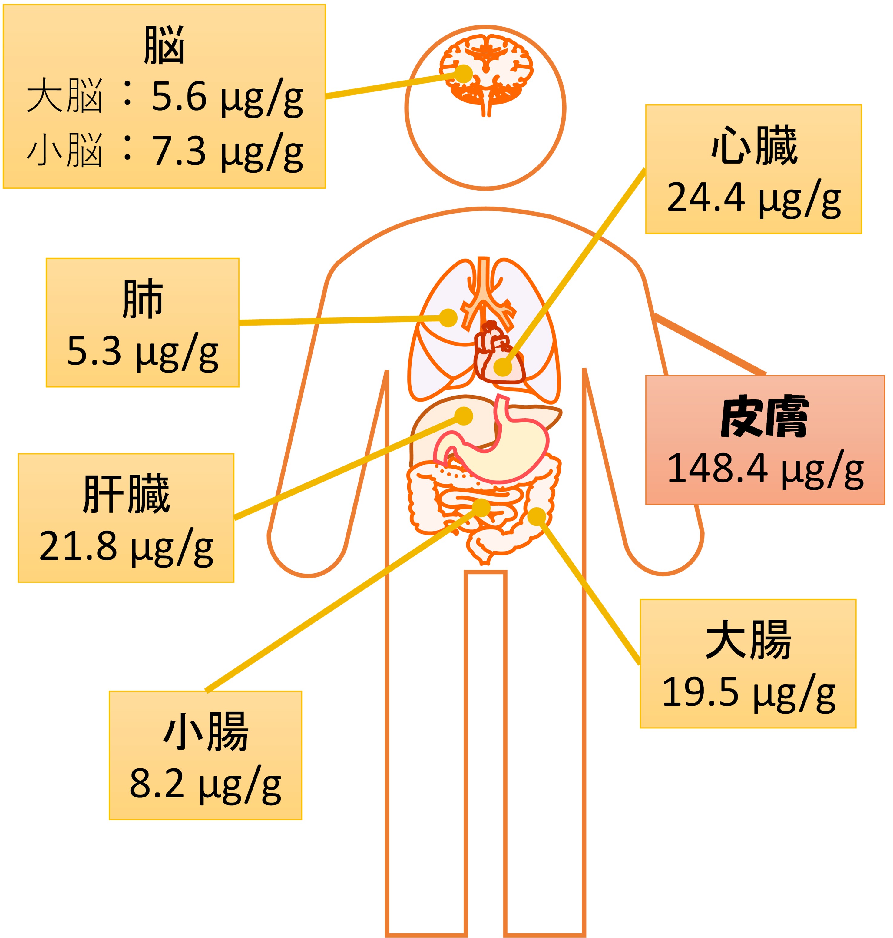 身体の部位で異なるスクアレン量